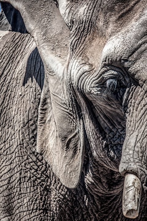 Poaching and Ecology are killing
